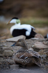 Common Eider Duck