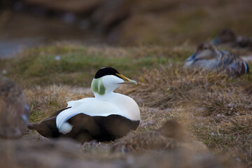 Common Eider Duck