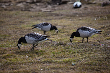 Barnacle geese