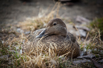 Common Eider Duck
