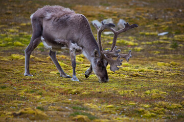 Svalbard Reindeer, Ny-Alesund