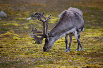 Svalbard Reindeer, Ny-Alesund