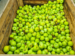 box with lots of green apples. the concept of fruit harvest for the farmer. healthy and delicious food and dessert.