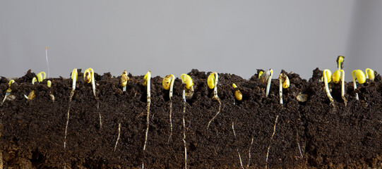 Sprouted soybean shoots with roots on a light background.