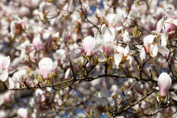 Weisse Magnolienblüten auf  Baumzweigen ,Deutschland
