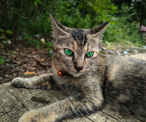 Obraz premium portrait of a female cat relaxing with green eyes