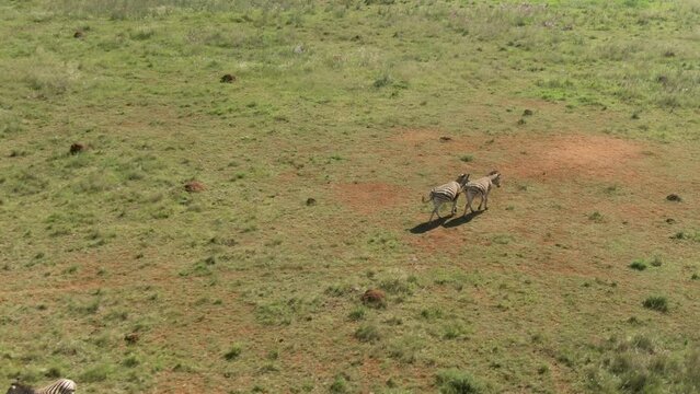 Drone aerial footage of a zebra running in the wild on a African game farm