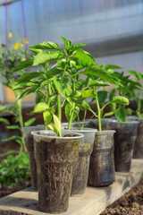 several plastic cups with pepper seedlings in a greenhouse.