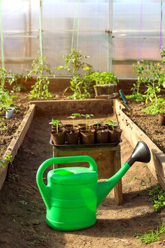 greenhouse with seedlings and green watering can