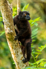 Black Lemur - Eulemur macaco, unique black primate from North Madagascar tropical forests and woodlands.