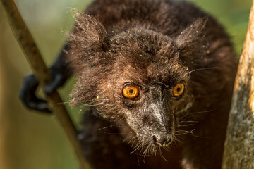 Black Lemur - Eulemur macaco, unique black primate from North Madagascar tropical forests and woodlands.
