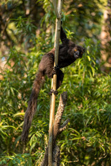 Black Lemur - Eulemur macaco, unique black primate from North Madagascar tropical forests and woodlands.