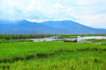 Fototapeta na wymiar views of rice fields, lakes and mountains in the tropics. landscape with lake and mountains Rawa Pening