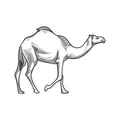 Camel line art black and white illustration