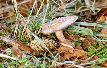 Pilzfund im Januar mit Raureif 