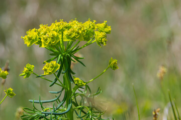 Cypress spurge - Euphorbia cyparissias spring flowering herb