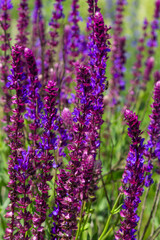 Obraz premium Background or Texture of Salvia nemorosa Caradonna Balkan Clary in a Country Cottage Garden in a romantic rustic style