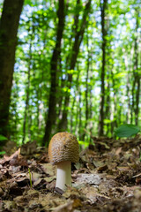 Edible mushroom Amanita rubescens in spruce forest. Known as blusher. Wild mushroom growing in the...