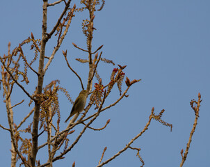 Common chiffchaff observing carefully
