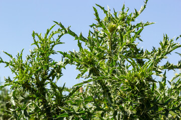 Carduus crispus among flowering plants in the aster family, Asteraceae, and the tribe Cynareae