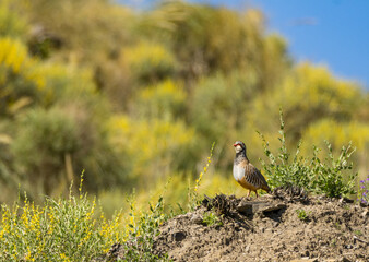 Male red partridge in heat sunbathing
