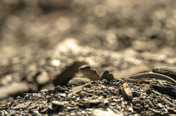 A small lizard hiding unsuccessfully