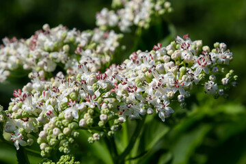 In the wild, elderberry herbaceous Sambucus ebulus blooms in summer