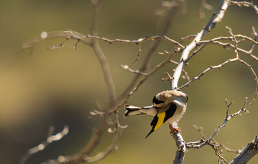 a goldfinch placing its feathers correctly