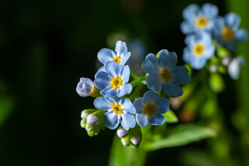 True forget-me-not or water forget-me-not Myosotis scorpioides flowering by the lake. Buds and blue wildflower on natural background. Unfocussed flowers. Selective focus. Macro. Side view