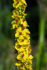 honey bee collecting pollen on a black mullein blossom, verbascum nigrum. side view with copy space