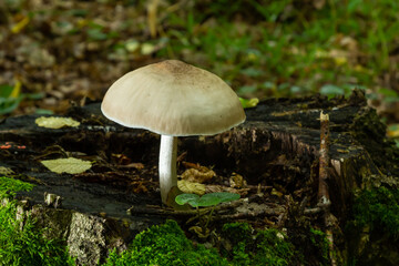 Volvariella gloiocephala is alsno known as big sheath mushroom, rose-gilled grisette or stubble rosegill