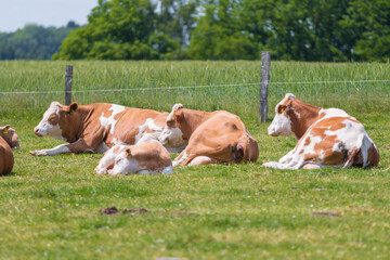 Cattle or livestock is resting and ruminating on a green meadow