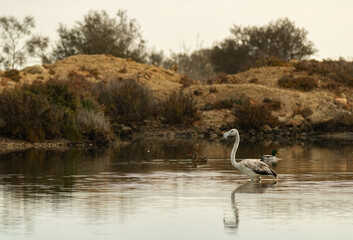 A young flamingo and a pair of mallards