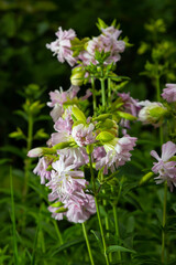 Saponaria officinalis white flowers in summer garden. Common soapwort, bouncing-bet, crow soap, wild sweet William plant