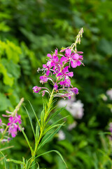 Fototapeta premium Ivan chai, Chamaenerion angustifolium, fireweed, great willowherb, rosebay willowherb, perennial herbaceous flowering plant family Onagraceae, ornamental and medicinal plant