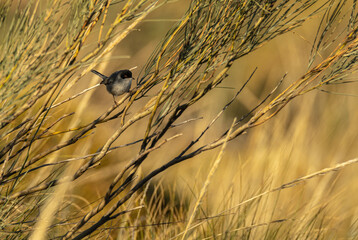 A sardinian warbler on a broom branch