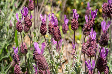 Spanish lavender or Cantueso, Lavandula stoechas, Lavandula luisieri, spanish, french Lavender, Lavandula stoechas.