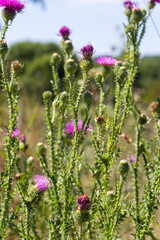 Blessed milk thistle pink flowers, close up. Silybum marianum herbal remedy plant. Saint Mary's Thistle pink blossoms. Marian Scotch thistle pink bloom. Mary Thistle, Cardus marianus flowers