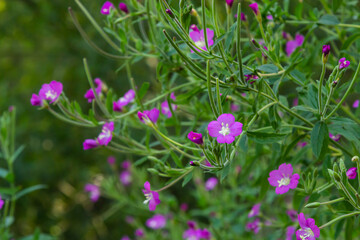 willow-herb epilobium hirsutum during flowering. Medicinal plant with red flowers