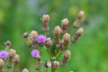 A flowering bush of pink sows Cirsium arvense in a natural environment, among wild flowers. Creeping Thistle Cirsium arvense blooming in summer. Violet flowers on meadow, focus on flower in front