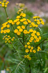 Tansy flowers Tanacetum vulgare Genus of perennial herbaceous plants and shrubs of the family Asteraceae
