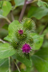 Closeup of a budding Greater Burdock or Arctium Lappa plant in its blurred own natural habitat. It is summertime now
