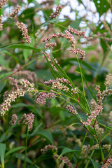 Persicaria longiseta is a species of flowering plant in the knotweed family known by the common names Oriental lady's thumb, bristly lady's thumb, Asiatic smartweed, long-bristled smartweed, low smart