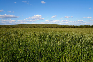 Landscape with green cereal field.