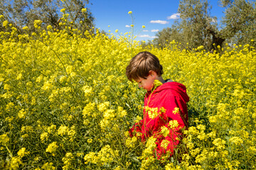 Fototapeta premium Child in a field of yellow flowers.