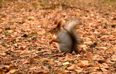 Girl feeds a wild squirrel from her hands, park, forest, day