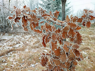 red oak leaves covered with ice crystals in winter
