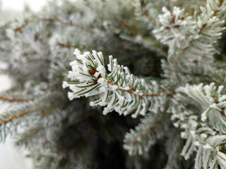 branch of spruce tree covered with ice crystals in frosty weather in winter