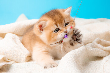 a cute red kitten on a blue background is wrapped in a beige plaid. A fluffy kitten looks into the camera on a blue background, front view.