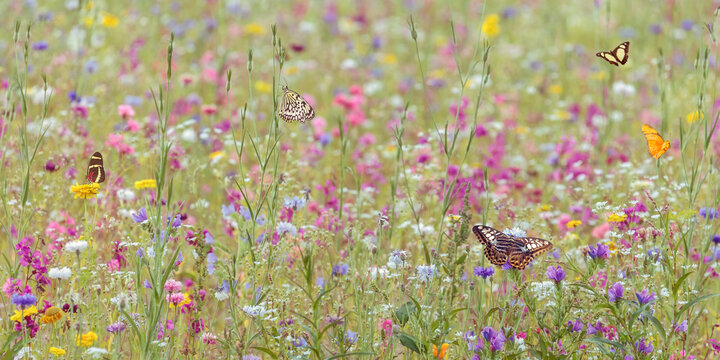 Field with spring flowers and butterflies